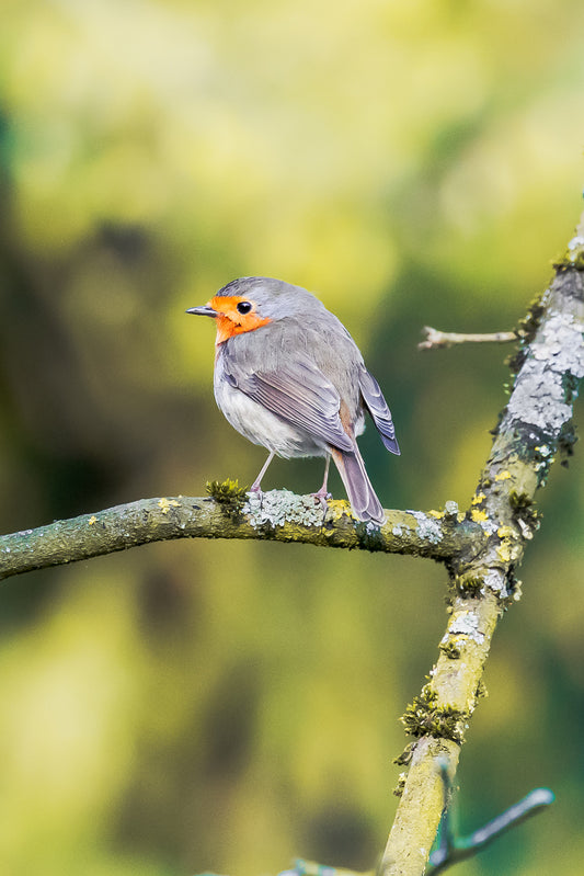 Rencontre Inattendue