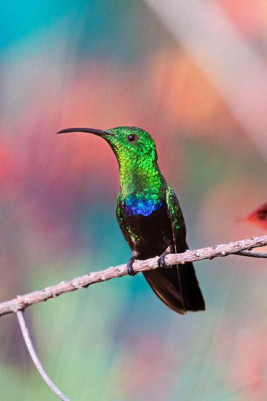 L’Éclat d’un Instant