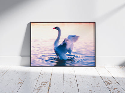 Graceful Swan