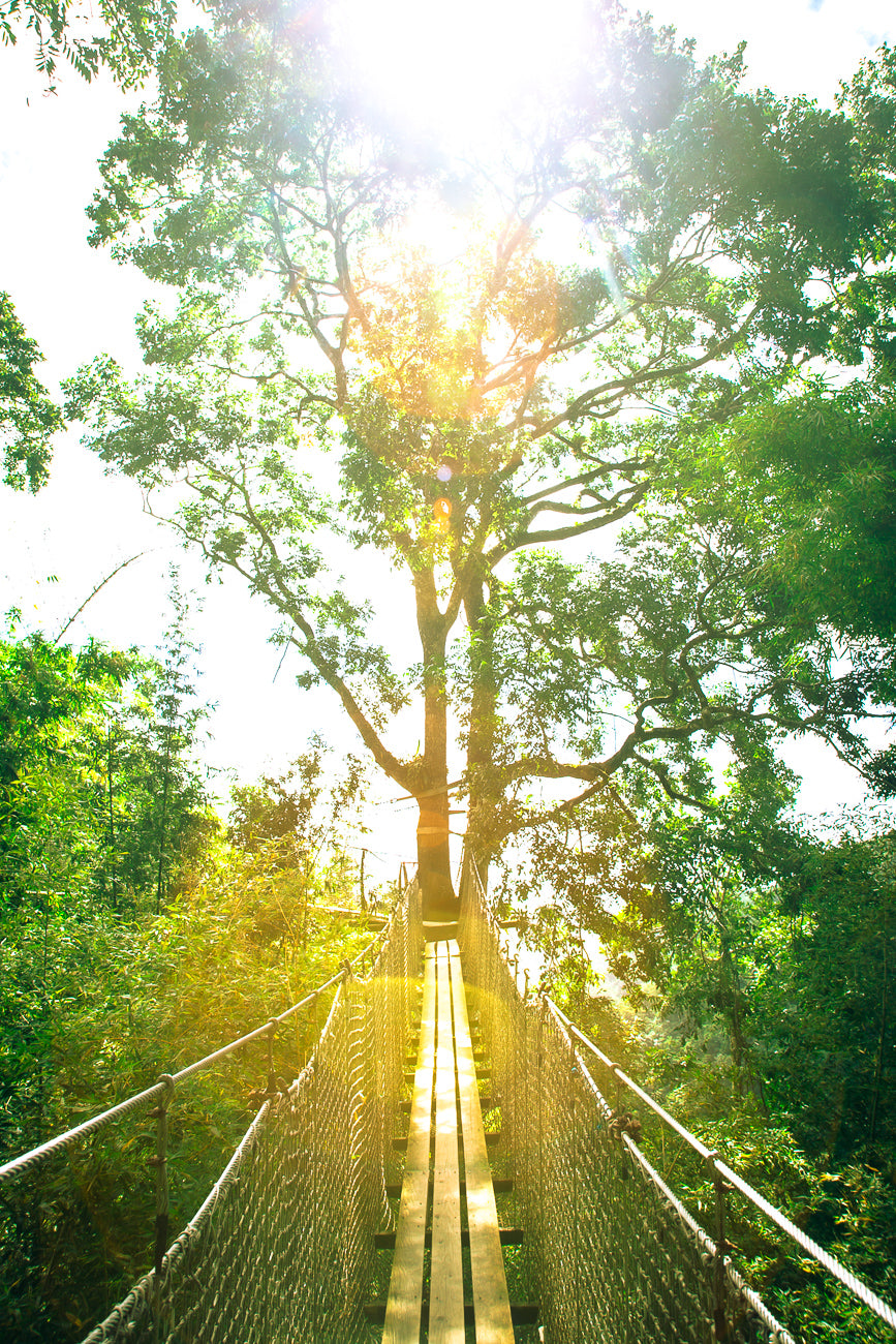 Chemin vers la Canopée