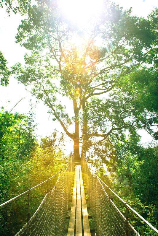 Chemin vers la Canopée