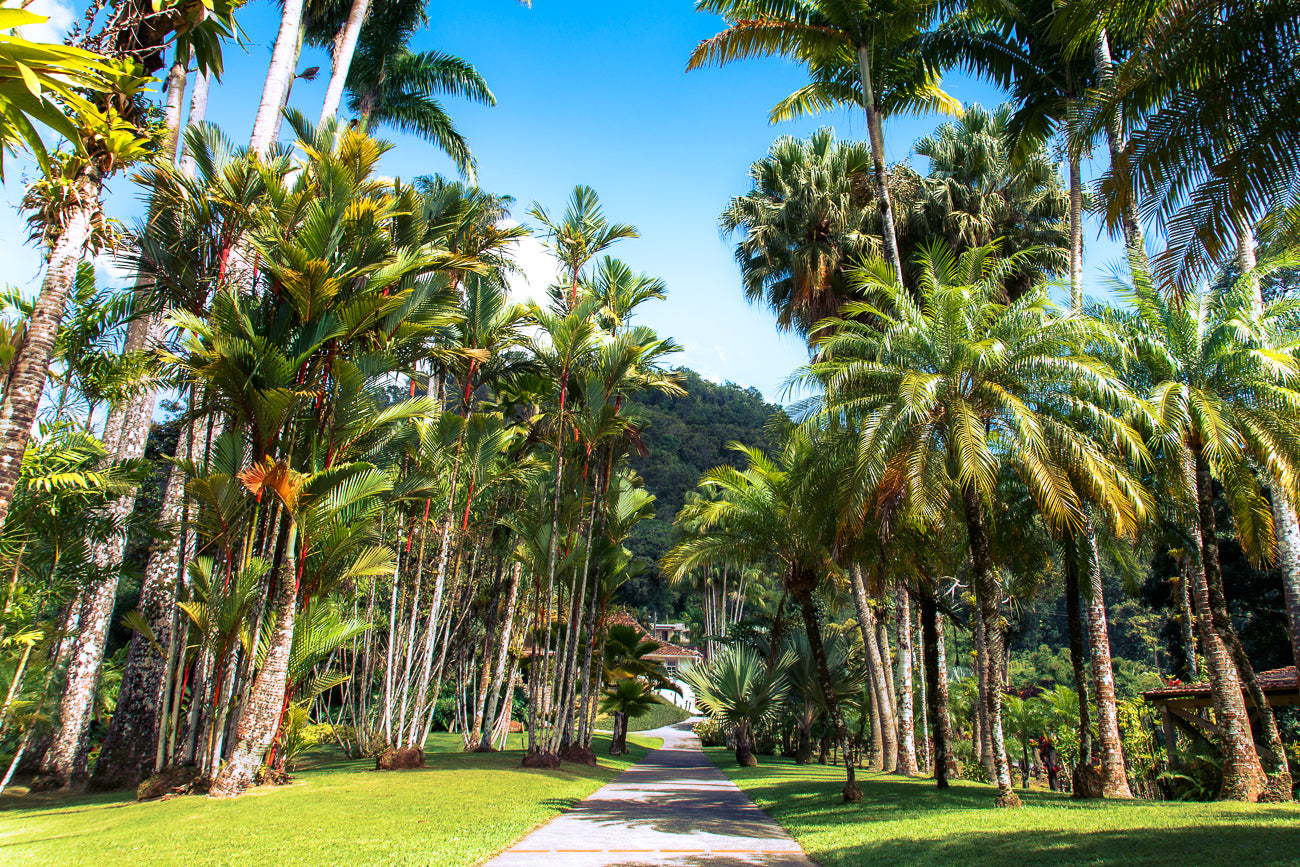 Allée Tropicale
