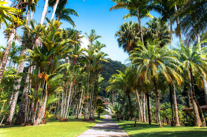 Allée Tropicale