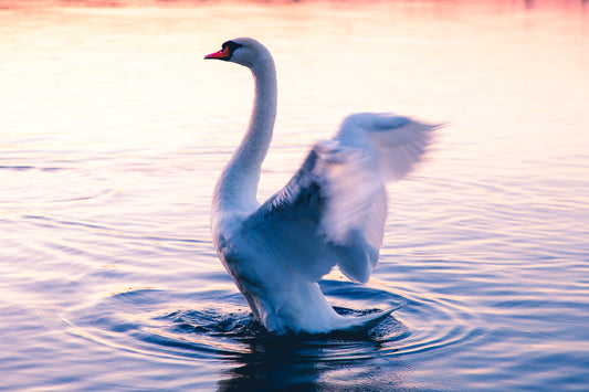 Graceful Swan